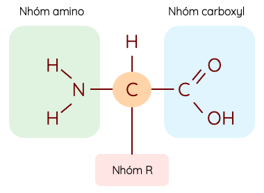 amino acid olm